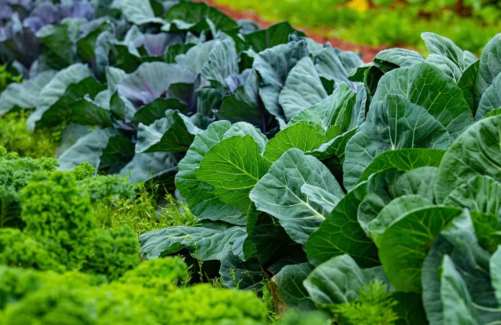 Dark Leafy greens - anti-inflammatory food grocery list 2