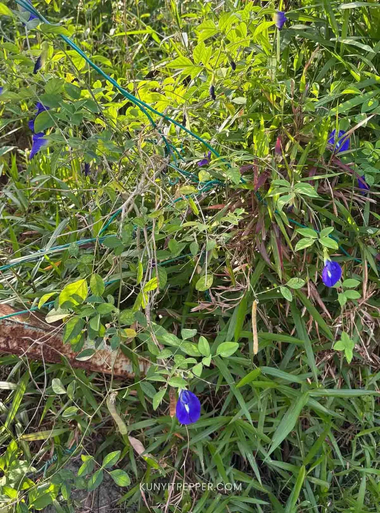 Wild Butterfly Pea Flower in a bushes